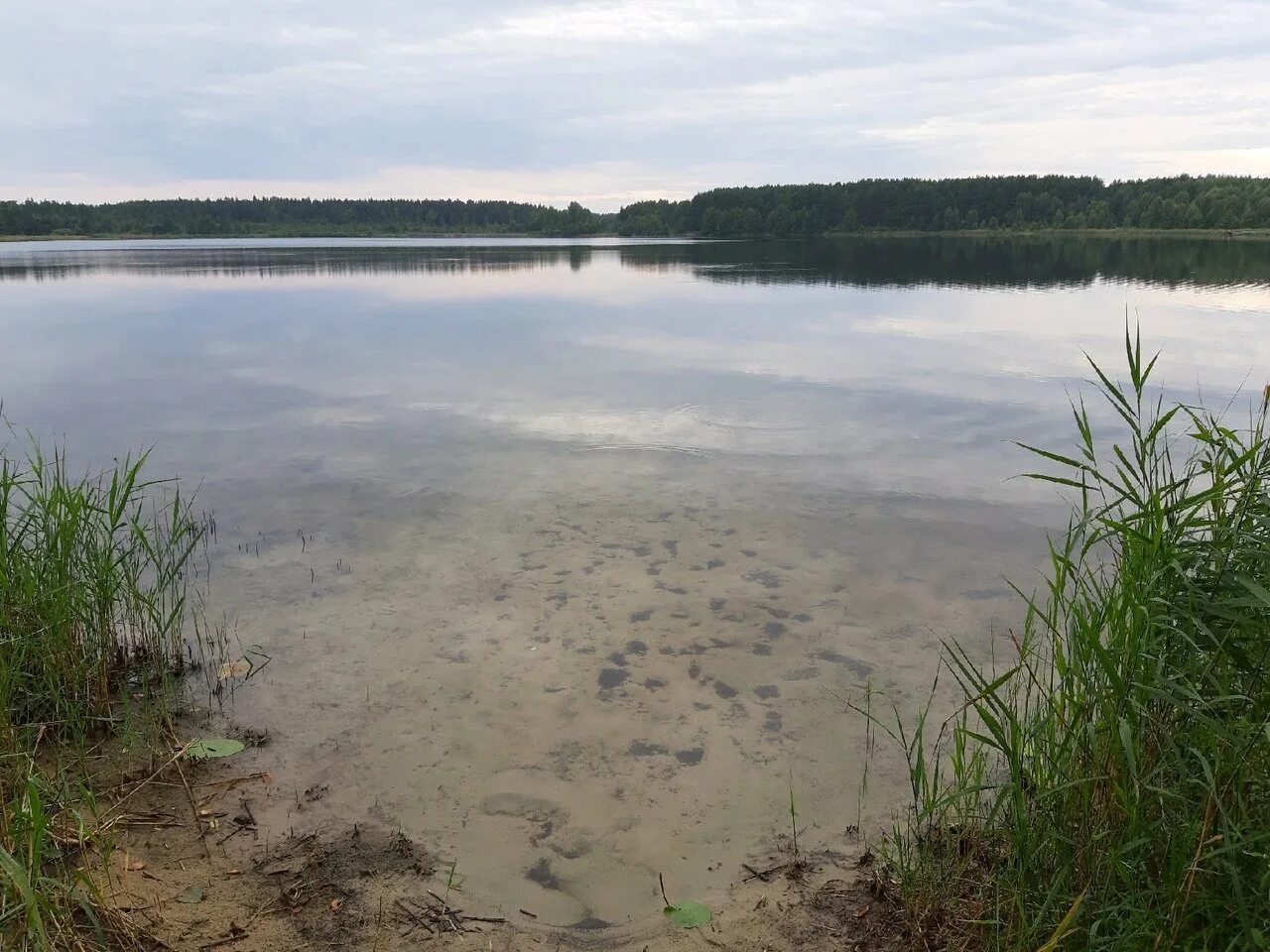 Озеро белое спас клепики. Белое озеро (рязанская область, северное). Озеро беленькое рязанская область. Озеро беленькое рязанская область. Беленькое озеро шатура.