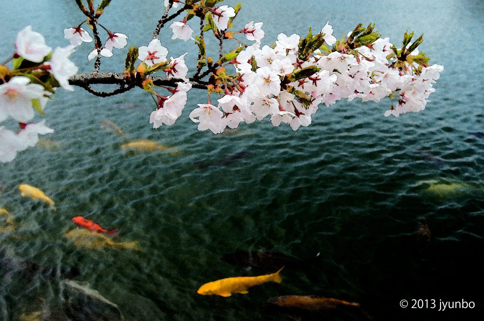 Сакура вода. Ветка над водой. Ветка Сакуры над водой. Цветущие деревья у воды.