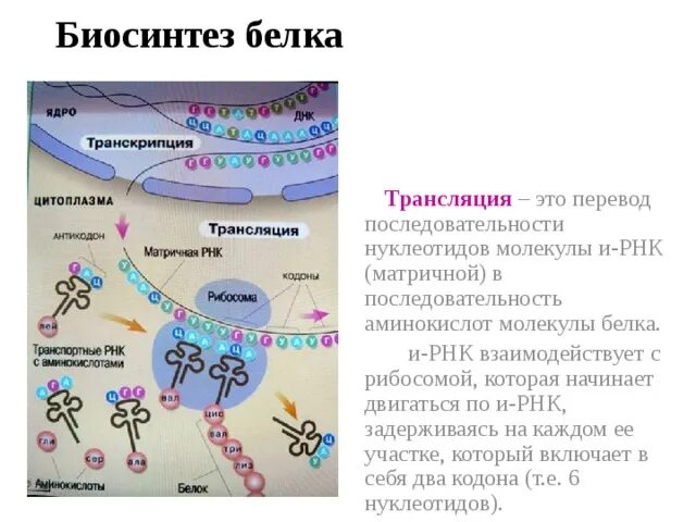 Опишите синтез белка. Этапы биосинтеза белка транскрипция и трансляция. Основные этапы биосинтеза белка транскрипция и трансляция. Транскрипция Биосинтез белка схема. Схема процесса транскрипции Биосинтез белка.