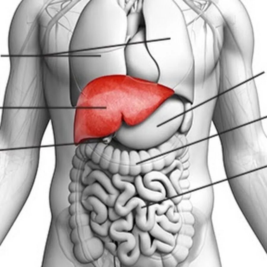 Печень на теле человека. Печень анатомия человека расположение. Анатомическое расположение печени. Располоджение пепсени. Расположение печени картинка.