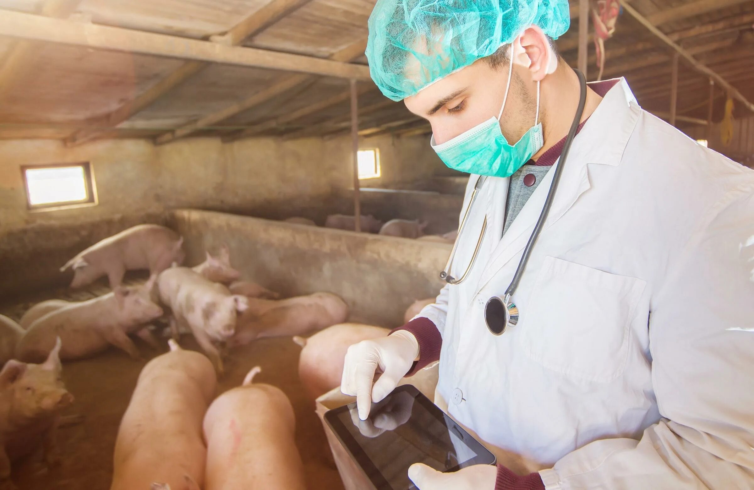 Ветеринарный осмотр свиней. Обследование свиньи Ветеринария. Ветеринарно-санитарная экспертиза свиней. Оценка свиней