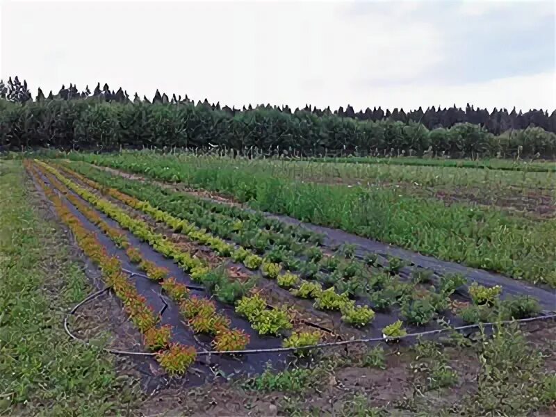 Гатчинский питомник