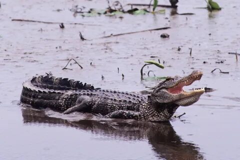 Crocodiles eat
