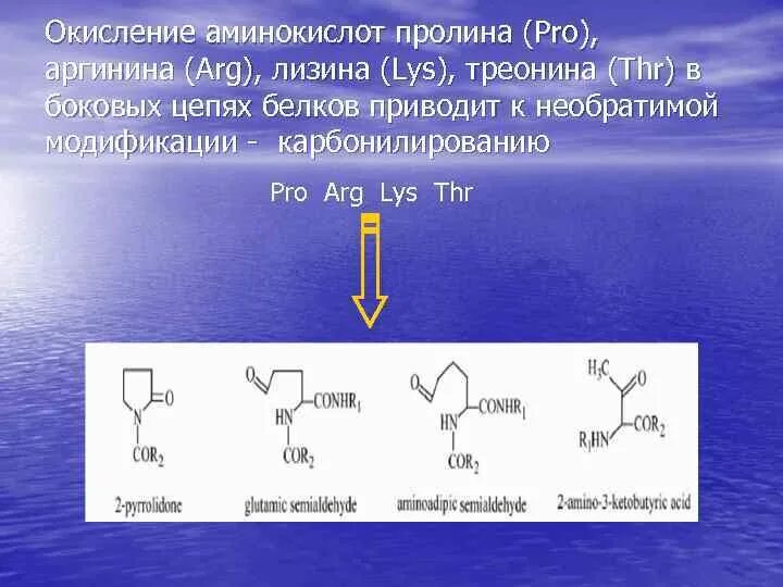 Способные окислять. Окисление пролина и лизина. Окисление лизина. Окисление аминокислот. Лизин треонин пролин.