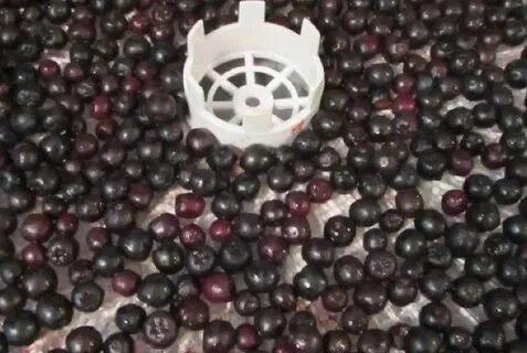 Изюм из черноплодной рябины