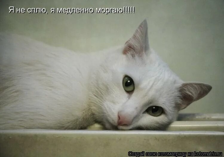 Спокойствие кот. Кот подмигивает. Кот пырится. Счастливый кот. Кошка подмигивает одним глазом.