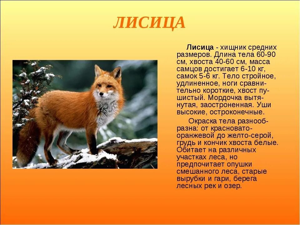 Описать дикого животного. Лиса описание 3 класс. Сообщение о лисе 2 класс. Окружающий мир доклад о лисе. Описание про лису.