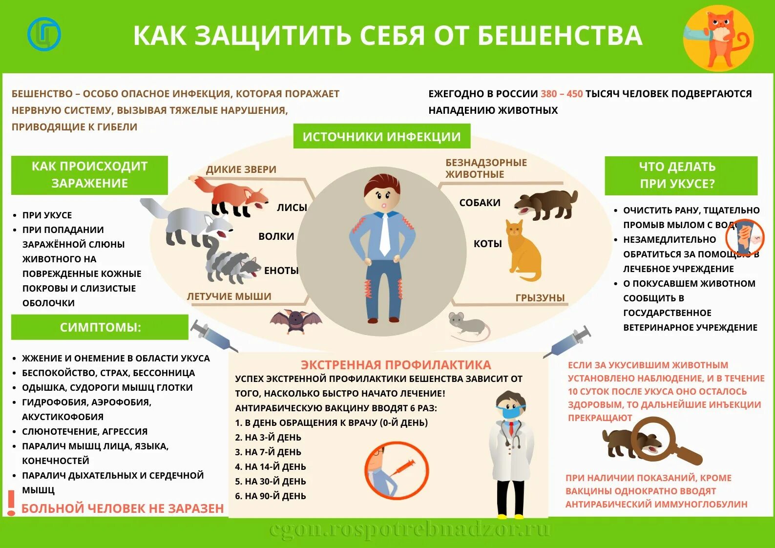 Профилактика бешенства. Бешенство памятка для населения. Профилактика бешенства памятка. Профилактика бешенства у людей. Можно ли заразиться вакциной