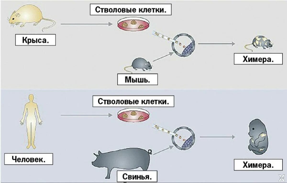 Химерные организмы. Агрегационный метод получения химер. Химерные животные презентация. Биотехнологии химеры. Трансгенные организмы животные.