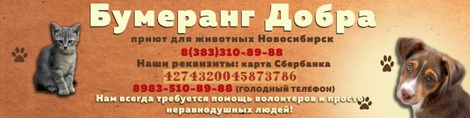 Добро приют сайт. Приют для животных Бумеранг добра. Приюты для животных в Новосибирске. Приют для бездомных животных в Новосибирске. Приют для животных Новосибирск кошки.