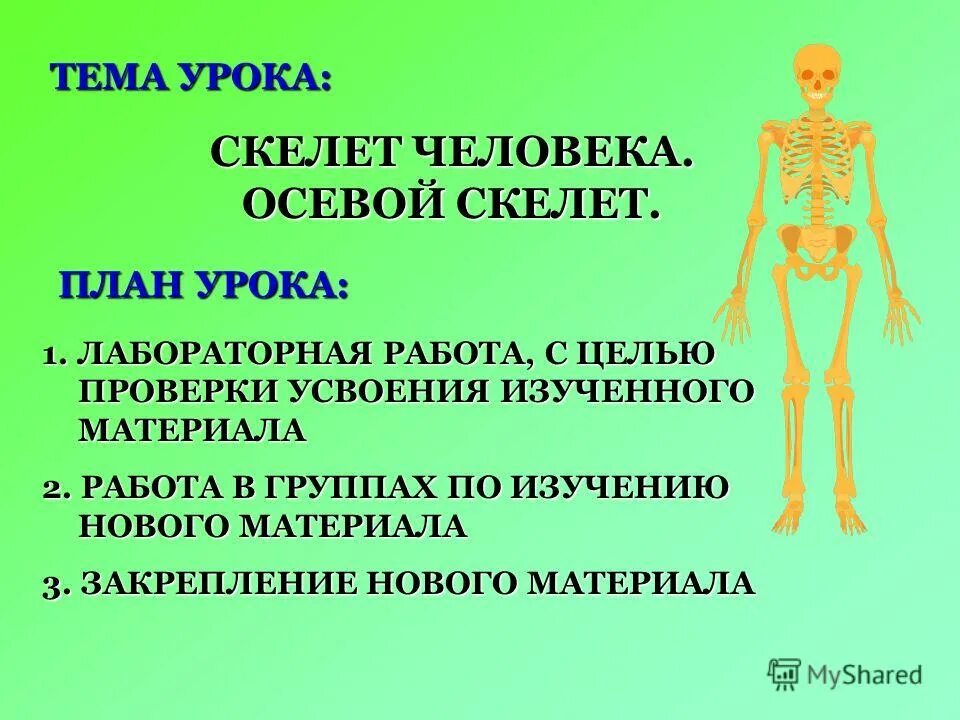 Проект на тему скелет человека Скелет человека. Соединение костей. Скелет головы презентация онлайн