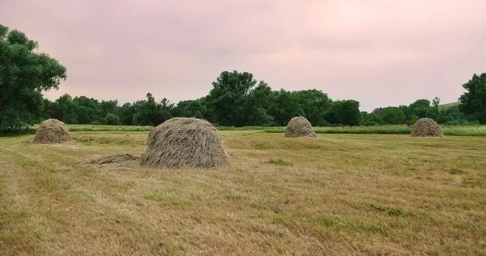 Лето в деревне сенокос. Лето в деревне сенокос. Сенокос деревня природа. Фото сенокоса в деревне. Деревня поле сенокос.