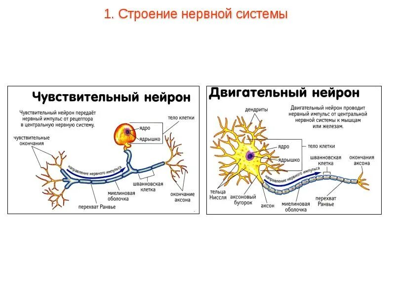 Нейроны нервной системы схема. Схема двигательного нейрона. Строение двигательного нейрона. Нервная система человека строение нейрона