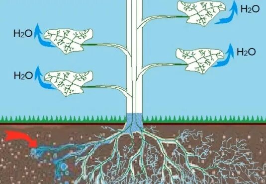 Транспирация у растений. Транспирация схема. Корневое давление и транспирация. Транспирация это в биологии 6 класс.