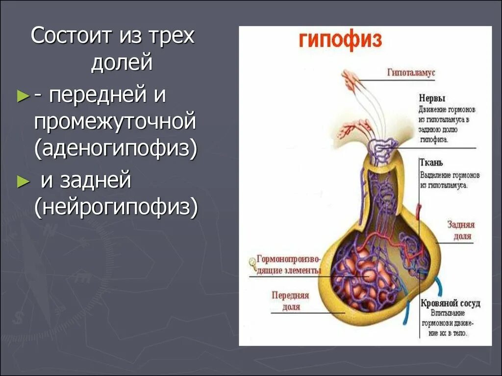 2 гипофиза. Промежуточная и задняя доли гипофиза.