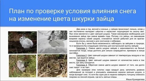 Что случилось с зайцем