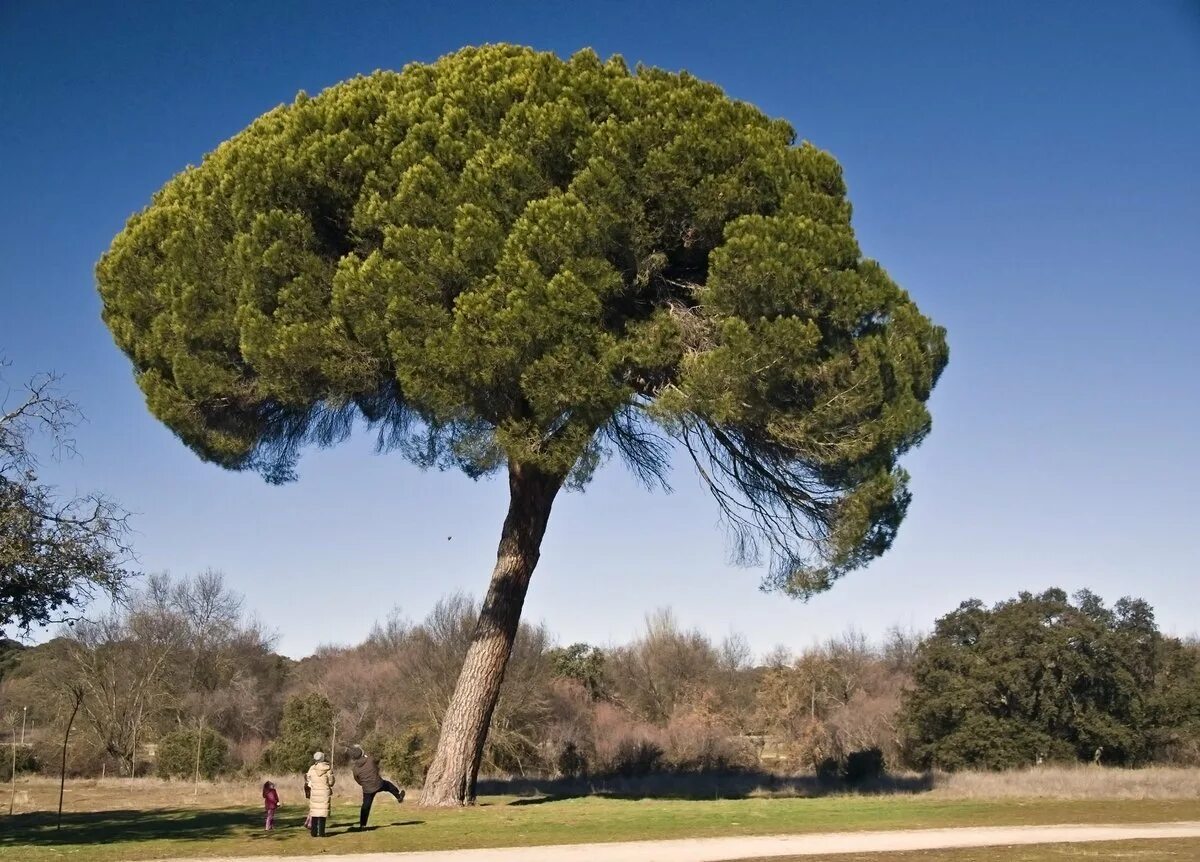 Хвойные кроны. Пини итальянские сосны. Сосна итальянская Пиния. Пиния (Pinus pinea). Средиземноморская сосна Пиния.