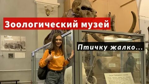Зоологический музей санкт петербург видео