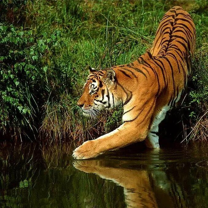 Живая природа. Красивые животные. Природа и животные. Тигр в природе. Покажите дикую природу