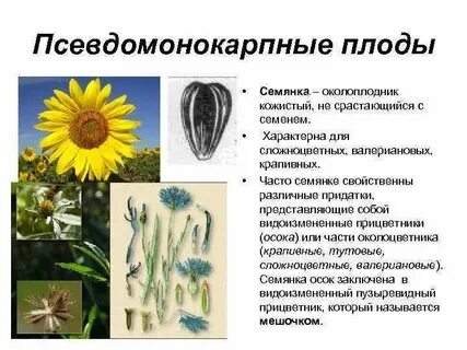 Плод семянка какое семейство