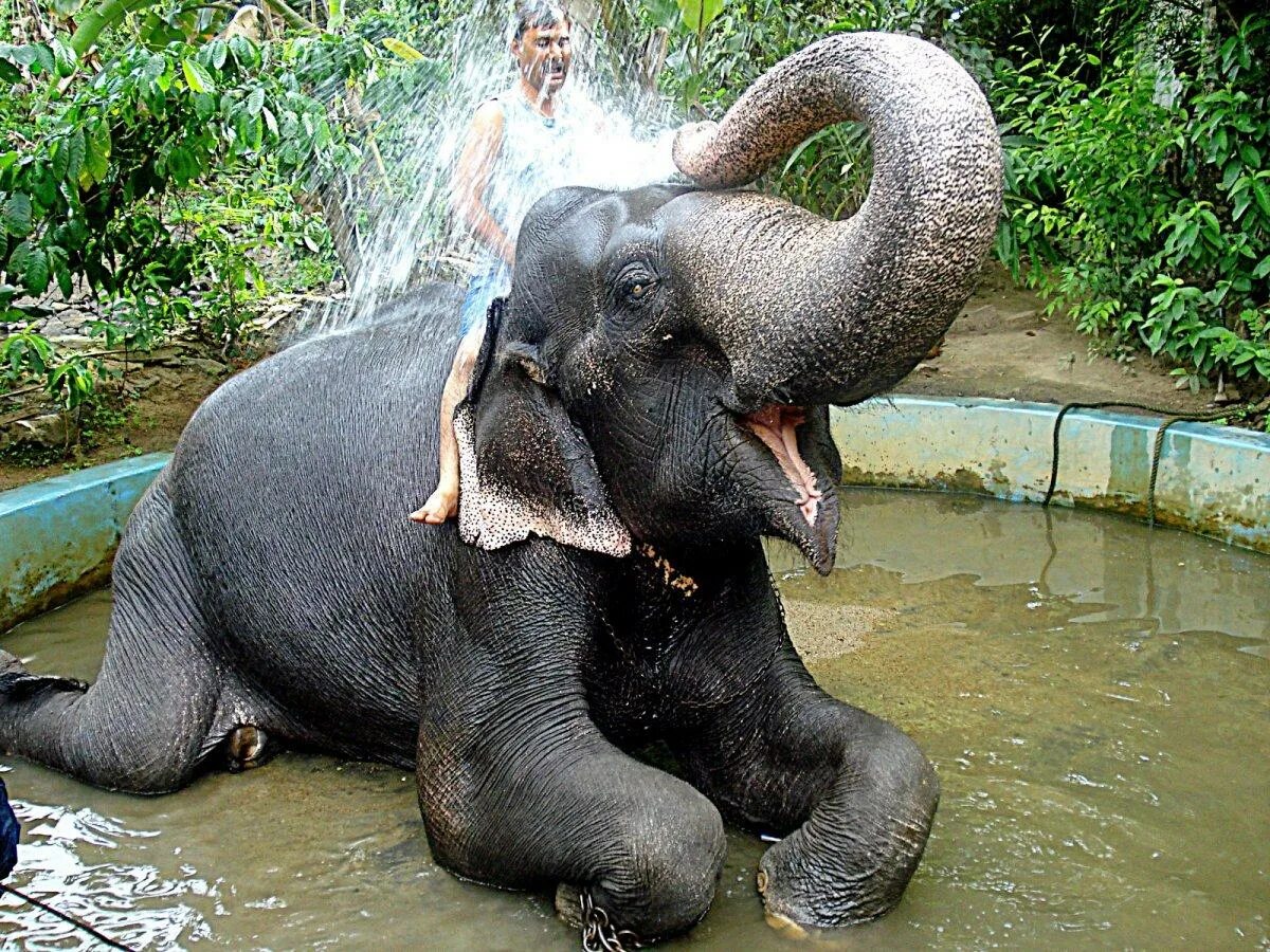Довольный слон. Почему довольный как слон. Слоненок купается. Довольный слон. Слон под водопадом.