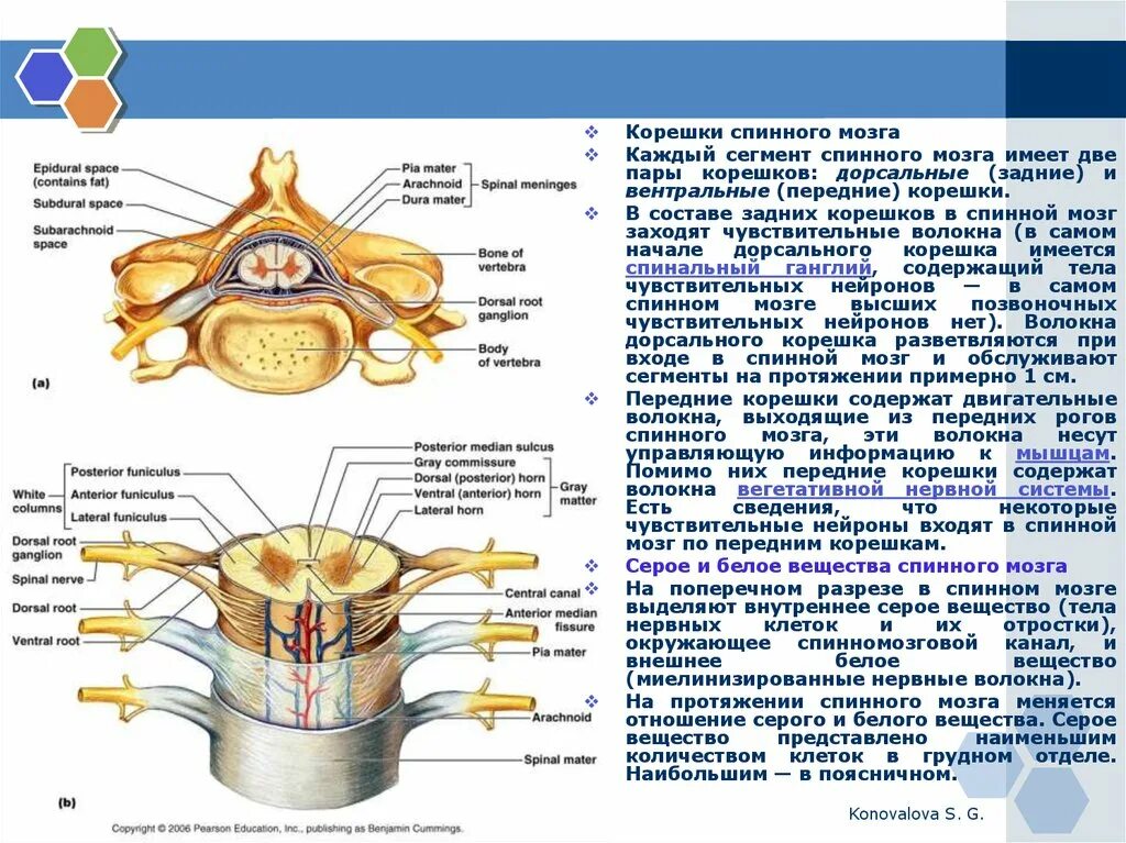 Функции передних и задних Корешков спинного мозга. Функции Корешков спинного мозга таблица. Задние корешки спинного мозга функции.