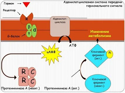 Аденилатциклазная система передачи сигналов