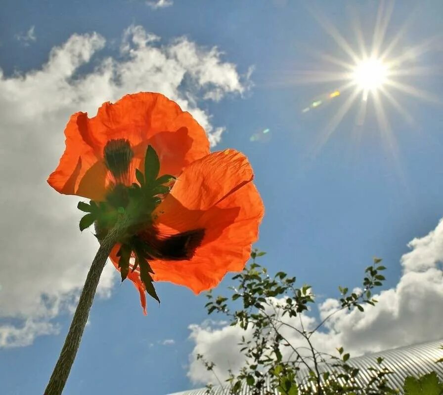 подсолнухи повернутые к солнцу. подсолнухи поворачиваются друг к другу. подсолнухи поворачиваются к солнцу. подсолнух поворачивается. подсолнух поворачивается к свету.