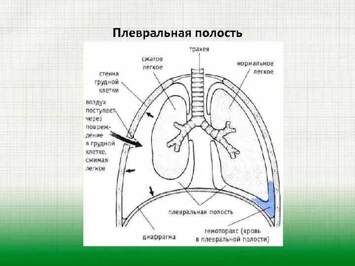 Органы плевральной полости. Синусы плевральной полости схема. Плевральная полость анатомия. Плевральные синусы функции. Плевральная полость схема.