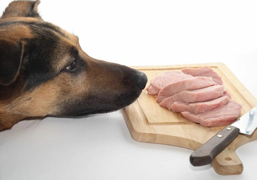 Дайте собакам мяса. Колбаса для собак. Собака с мясом рисунок.
