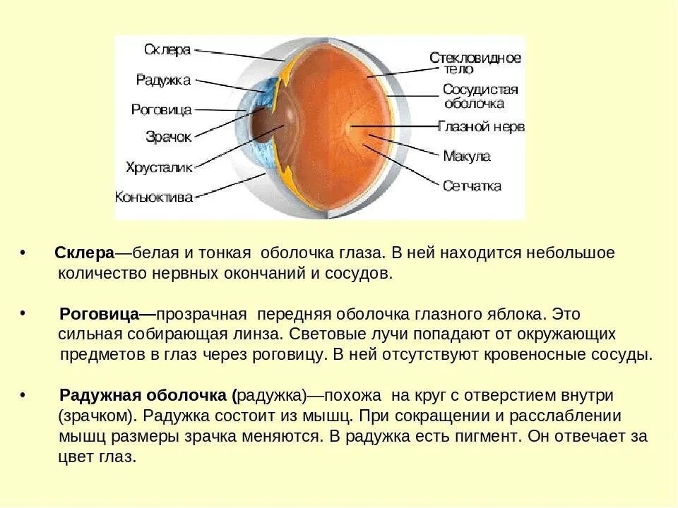 Склера оболочка глазного яблока. Строение глаза склера роговица. Строение глазного яблока склера. Склера роговица функции,строение. Особенность строения радужки какую функцию она выполняет