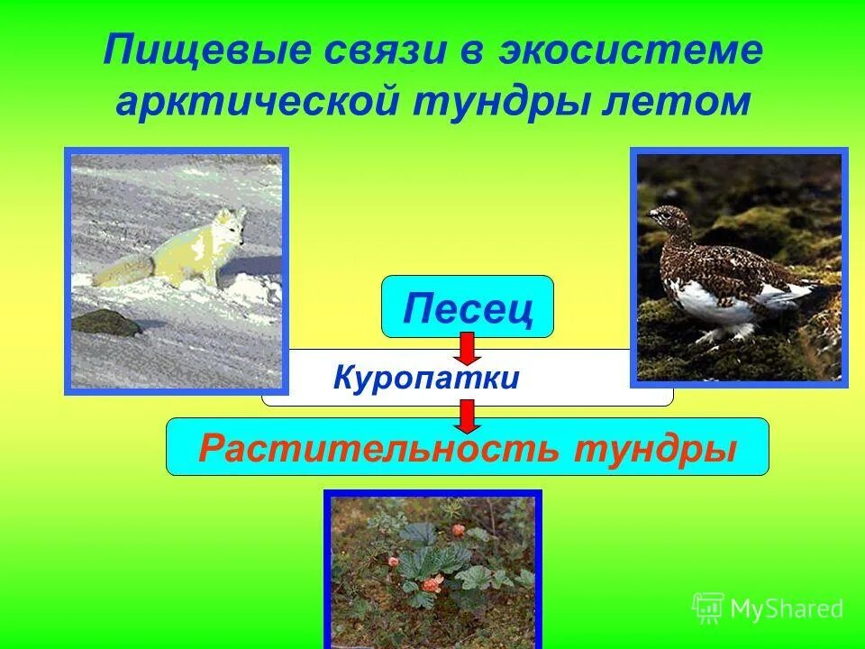 Пищевая экосистема тундры. Животные тундры цепь питания. Цепь питания в тундре 4. Цепь питания в тундре 4 класс. Тундра пищевая.