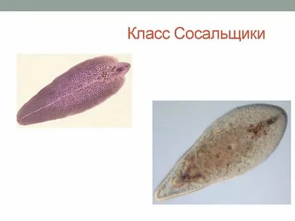 Плоские черви приспособления