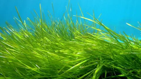 Морские и пресные водоросли