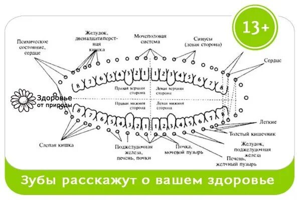 Связь зубов с органами. Связь зубов и внутренних органов схема. Связь зубов с внутренними органами человека схема. Зубы и органы взаимосвязь. Зубы взаимосвязь с внутренними органами.