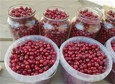 Как дольше сохранить свежую бруснику