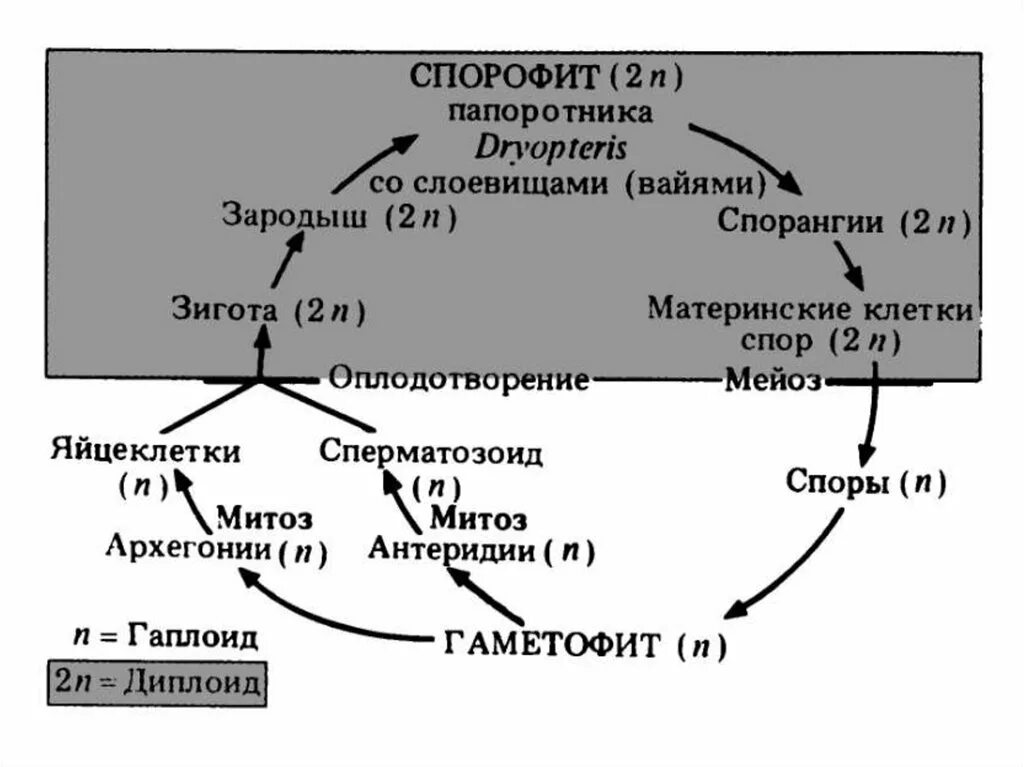 Жизненный цикл папоротника с набором хромосом. Жизненный цикл папоротника схема с набором хромосом. Размножение папоротника схема с набором хромосом. Жизненный цикл папоротника ЕГЭ.