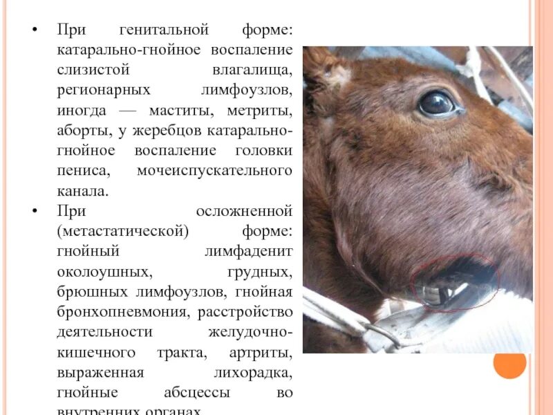 Мыт латынь