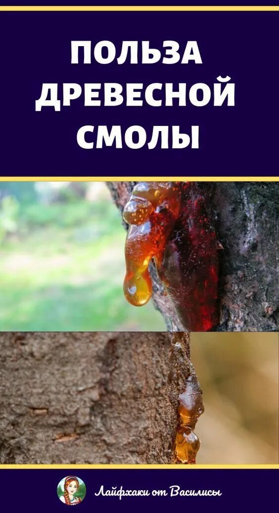 Смола на одежде. Как вывести древесную смолу. Как вывести древесную смолу. Древесная смола на одежде. Как вывести древесную смолу.