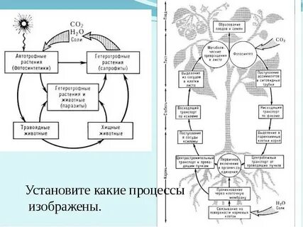 Установи какие процессы