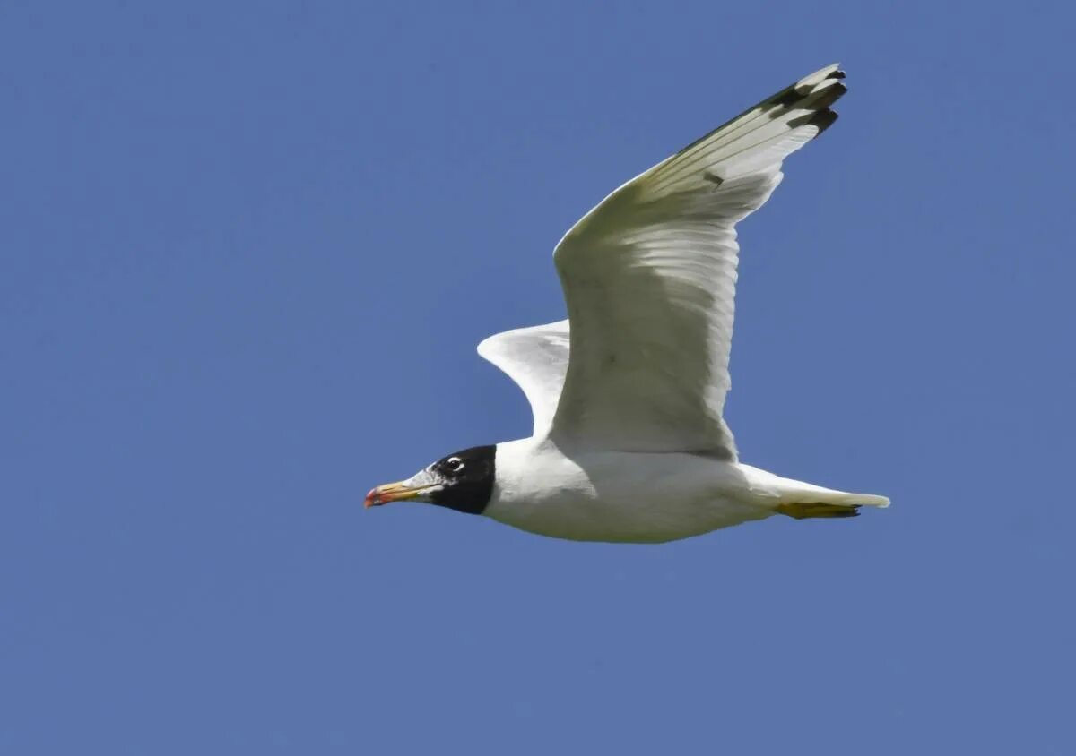 Черноголовый хохотун. Черноголовый хохотун – Larus ichthyaetus Pallas. Черноголовый хохотун самец. Черноголовый-хохотун Ульяновская область.