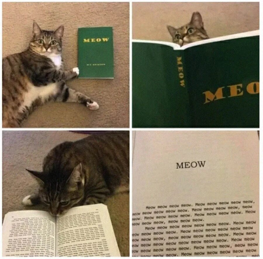 Мяу книга. Книга Meow. Кот с книгой. Кот читает книгу Meow. Книга Meow Meow.