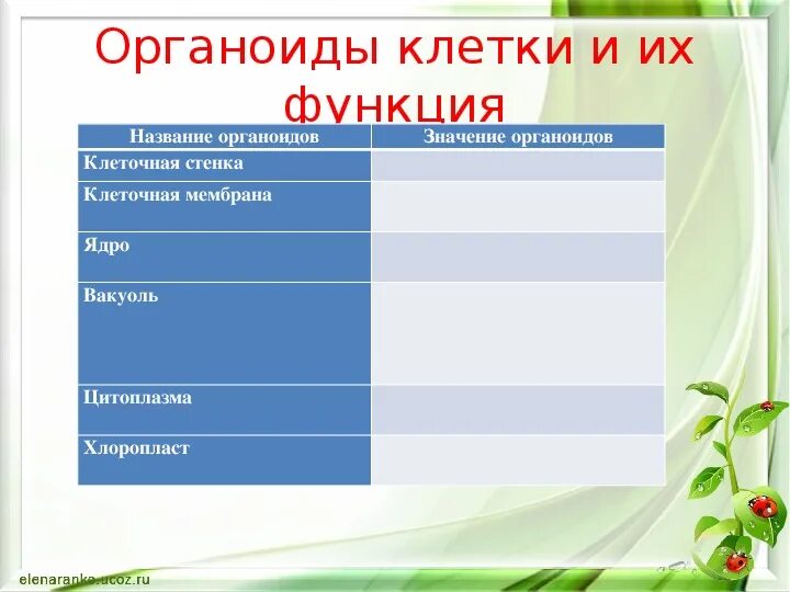 Строение клетки таблица название функции рисунок 56 фото - RusOrgs.ru