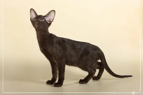 Гавана кошка