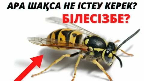 Орыс стюардессасы порно