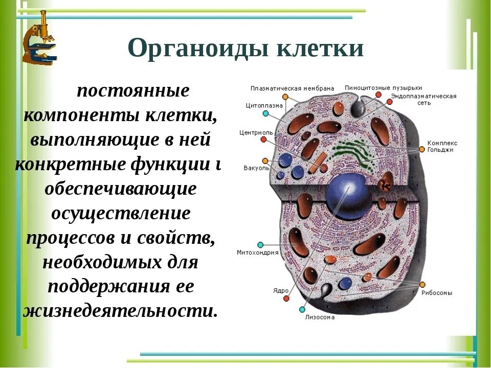 Схема строения органоидов клетки. Клеточное строение организма органоиды. Как выглядит органоид. Мембранные органоиды эукариотической клетки.