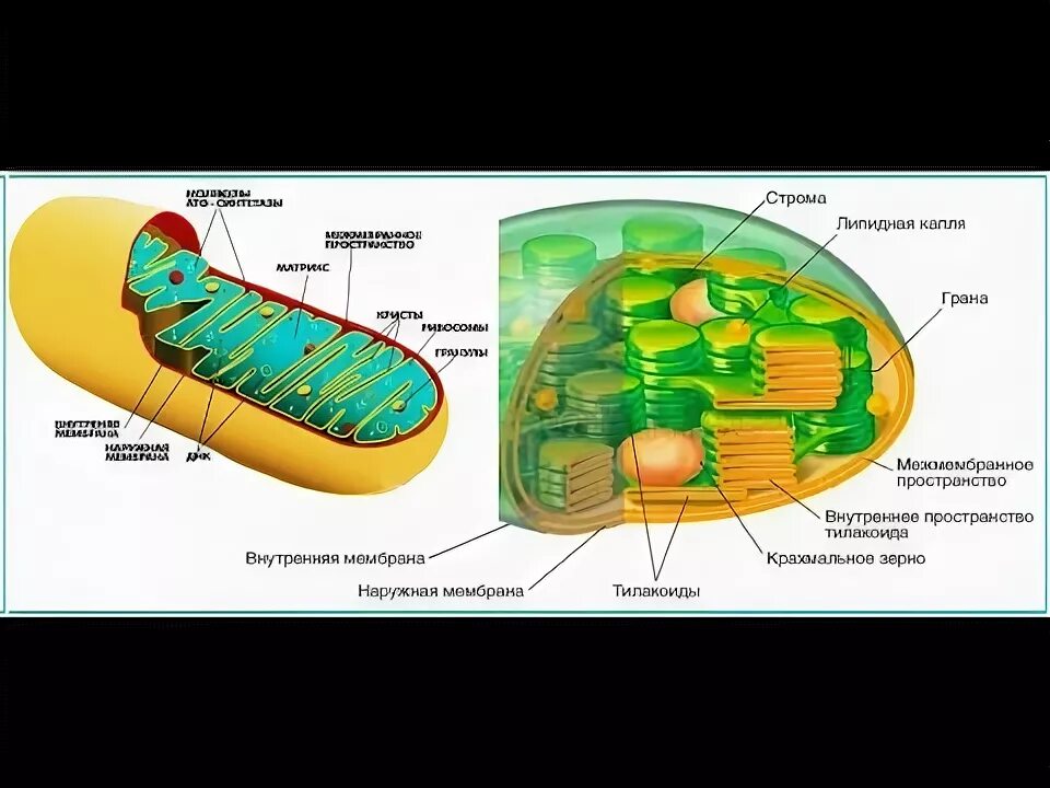 Митохондрии атф хлоропласты. Строение митохондрий и пластид. Строение митохондрии и хлоропласта. Органоиды клетки митохондрии хлоропласты.