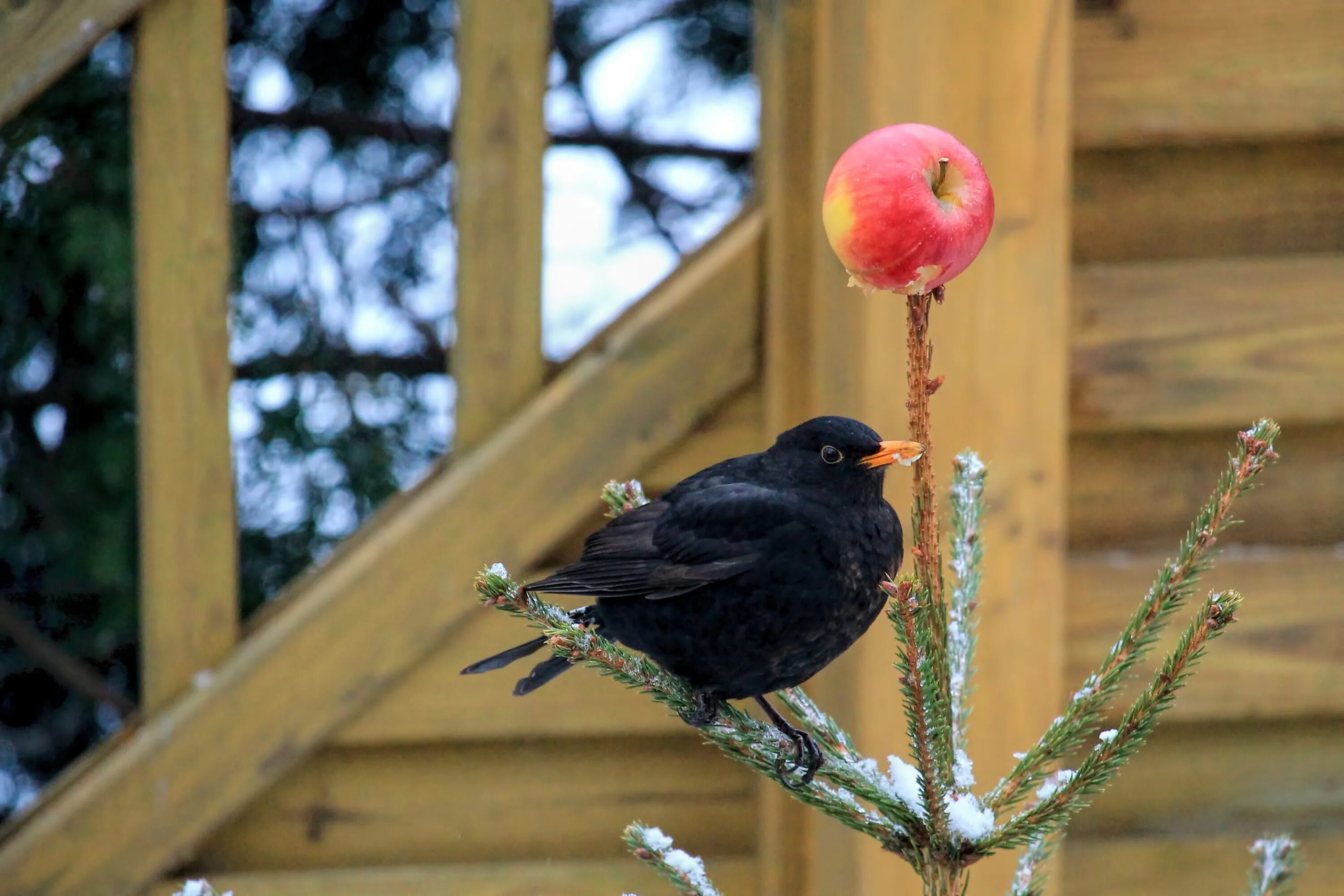 Птица на сухом дереве. Птица клюет яблоко. Птицы питающиеся яблоками. Птицы едят яблоки зимой. Птица ест яблоки.