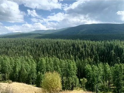 Лесничества республики тыва