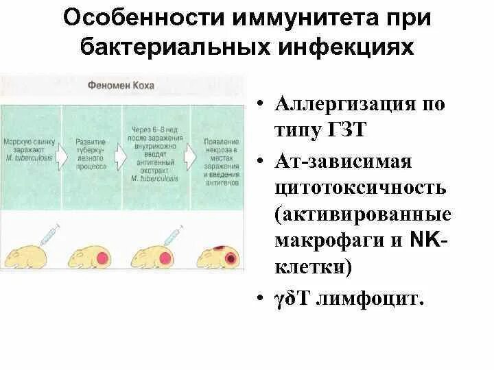 Иммунный ответ при инфекции. Иммунный ответ при инфекции